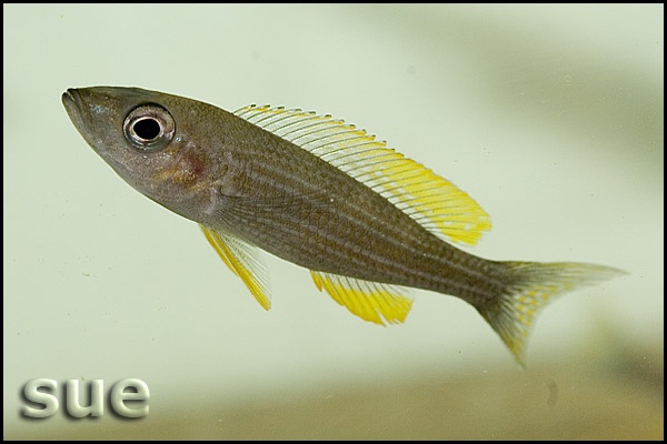 Paracyprichromis brieni 'Chituta Bay'